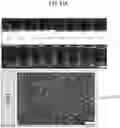 Fig. 42 - COSMETIC COMPOSITION
