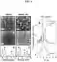 Fig. 05 - NANOPARTICLE ARSENIC-PLATINUM COMPOSITIONS