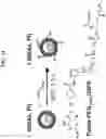 Fig. 12 - NANOPARTICLE ARSENIC-PLATINUM COMPOSITIONS