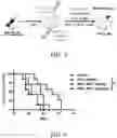 Fig. 06 - Method for Treating a Brain Cancer