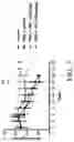 Fig. 07 - Method for Treating a Brain Cancer