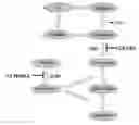 Fig. 02 - Methods and compositions to prevent and treat disorders associated with mutations in the ODC1 gene