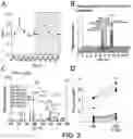 Fig. 04 - Methods For Assessing Risk Of Cardiovascular Disease And Methods And Compounds For Use In Treating Or Preventing Cardiovascular Disease