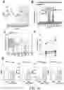 Fig. 17 - Methods For Assessing Risk Of Cardiovascular Disease And Methods And Compounds For Use In Treating Or Preventing Cardiovascular Disease
