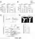 Fig. 26 - Methods For Assessing Risk Of Cardiovascular Disease And Methods And Compounds For Use In Treating Or Preventing Cardiovascular Disease