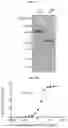 Fig. 24 - Compositions and methods for adoptive cell therapy for cancer
