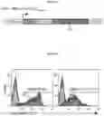 Fig. 40 - Compositions and methods for adoptive cell therapy for cancer