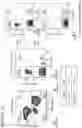 Fig. 14 - T cell compositions with improved phenotypic properties
