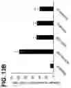 Fig. 28 - PHARMACEUTICAL COMPOSITION FOR TREATMENT OF ATOPY CONTAINING EXOSOMES DERIVED FROM NEURAL STEM CELLS