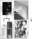 Fig. 02 - Topical kits and compositions and use thereof