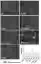 Fig. 07 - Compositions comprising bacterial strains