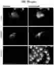 Fig. 09 - Compositions comprising bacterial strains