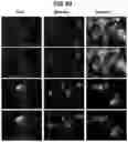 Fig. 55 - Compositions comprising bacterial strains