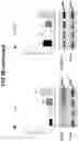 Fig. 56 - Compositions comprising bacterial strains