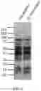 Fig. 06 - Materials and methods for improving immune responses and skin and/or mucosal barrier functions