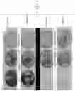 Fig. 08 - Materials and methods for improving immune responses and skin and/or mucosal barrier functions