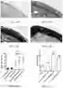 Fig. 13 - Materials and methods for improving immune responses and skin and/or mucosal barrier functions
