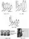 Fig. 15 - Materials and methods for improving immune responses and skin and/or mucosal barrier functions