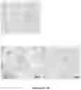 Fig. 04 - Parvovirus formulation for treating tumors