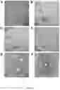 Fig. 30 - USE OF POLYPHENOL CONTAINING SUGAR CANE EXTRACTS FOR PREVENTING, IMPROVING OR TREATING A SKIN CONDITION