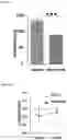 Fig. 02 - Methods for treating depression and major depressive disorder