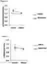 Fig. 07 - Methods for treating depression and major depressive disorder