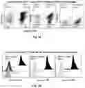 Fig. 04 - Use of jack bean lectin for increasing the abundance of hematopoietic stem cells and progenitor cells in bone marrow and/or epidermal stem cells in skin in vivo