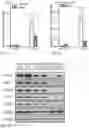 Fig. 03 - Gene therapy strategy to restore electrical and cardiac function, and cardiac structure, in arrhythmogenic right ventricular cardiomyopathy
