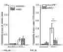 Fig. 06 - Gene therapy strategy to restore electrical and cardiac function, and cardiac structure, in arrhythmogenic right ventricular cardiomyopathy