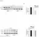Fig. 03 - B7-H1 fusion polypeptides for treating and preventing organ failure