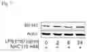 Fig. 08 - B7-H1 fusion polypeptides for treating and preventing organ failure