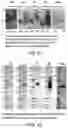 Fig. 05 - Glycosylated analogues of Flavivirus E proteins and their use in diagnostic methods