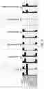 Fig. 16 - Glycosylated analogues of Flavivirus E proteins and their use in diagnostic methods