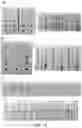 Fig. 28 - Glycosylated analogues of Flavivirus E proteins and their use in diagnostic methods