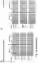 Fig. 34 - Glycosylated analogues of Flavivirus E proteins and their use in diagnostic methods