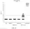 Fig. 13 - Modification of engineered influenza hemagglutinin polypeptides