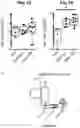 Fig. 43 - Phosphorylated heptose compounds: process for their preparation and use