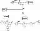 Fig. 01 - Osteoadsorptive fluorogenic substrate of cathepsin k for imaging osteoclast activity and migration