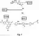 Fig. 02 - Osteoadsorptive fluorogenic substrate of cathepsin k for imaging osteoclast activity and migration
