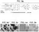 Fig. 08 - COMPOSITIONS COMPRISING MELANIN, AND METHODS OF PREPARING AND USES THEREOF