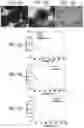Fig. 10 - COMPOSITIONS COMPRISING MELANIN, AND METHODS OF PREPARING AND USES THEREOF