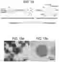 Fig. 14 - COMPOSITIONS COMPRISING MELANIN, AND METHODS OF PREPARING AND USES THEREOF