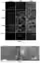 Fig. 07 - BIOARTIFICIAL MEMBRANES HAVING CONTROLLED VISCOELASTICITY AND RIGIDITY FOR USE IN TISSUE ENGINEERING