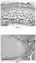 Fig. 08 - BIOARTIFICIAL MEMBRANES HAVING CONTROLLED VISCOELASTICITY AND RIGIDITY FOR USE IN TISSUE ENGINEERING