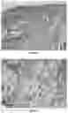 Fig. 09 - BIOARTIFICIAL MEMBRANES HAVING CONTROLLED VISCOELASTICITY AND RIGIDITY FOR USE IN TISSUE ENGINEERING