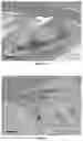 Fig. 10 - BIOARTIFICIAL MEMBRANES HAVING CONTROLLED VISCOELASTICITY AND RIGIDITY FOR USE IN TISSUE ENGINEERING