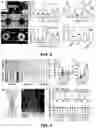 Fig. 03 - COLLAGEN MICROFIBER SCAFFOLDS