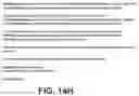 Fig. 16 - COLLAGEN MICROFIBER SCAFFOLDS