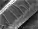 Fig. 01 - METHOD FOR ENDOTHELIALIZING VASCULAR PROSTHESES