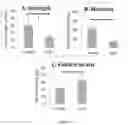 Fig. 04 - NOVEL XENOGRAFT